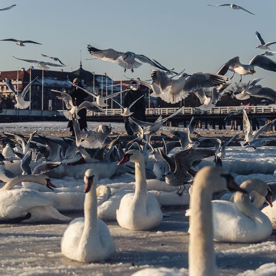 zamarznięta Zatoka Gdańska, Sopot 2026