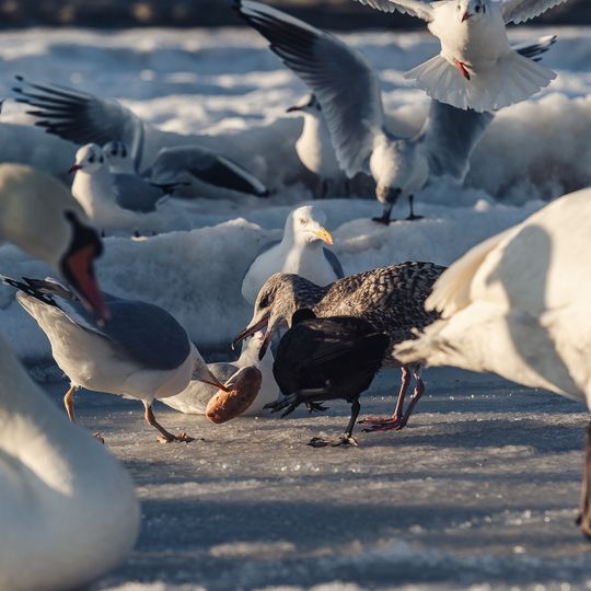 zamarznięta Zatoka Gdańska, Sopot 2026