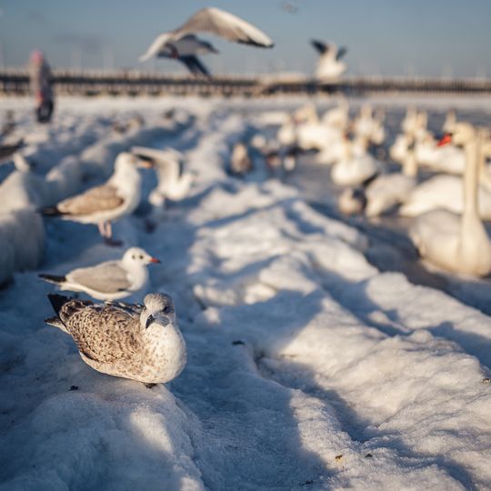 zamarznięta Zatoka Gdańska, Sopot 2026