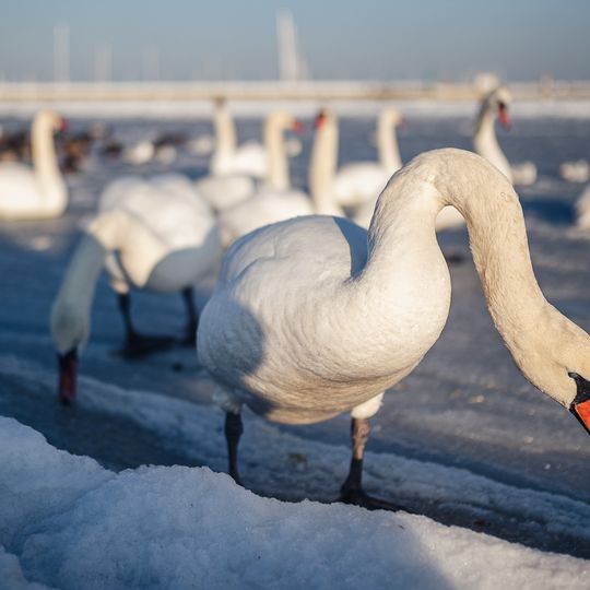 zamarznięta Zatoka Gdańska, Sopot 2026