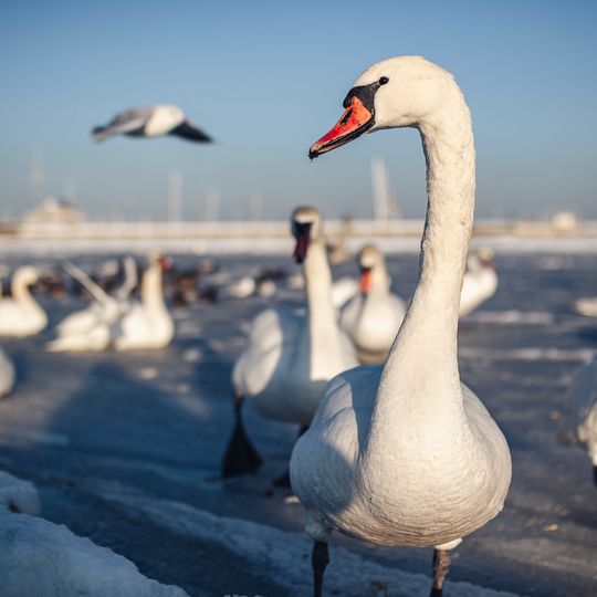 zamarznięta Zatoka Gdańska, Sopot 2026