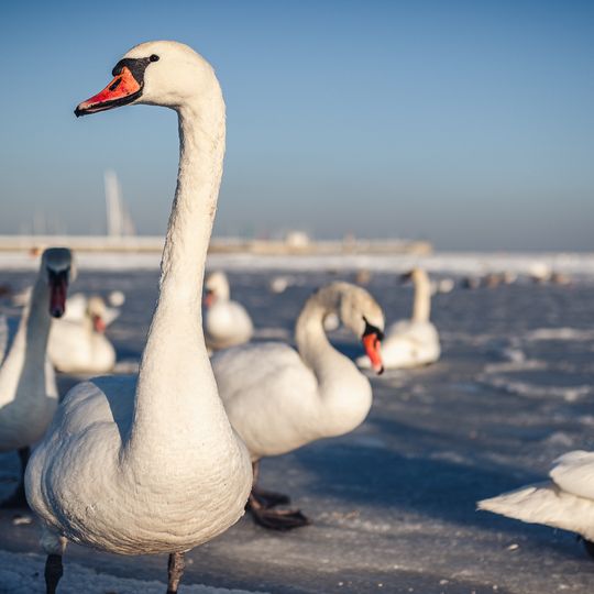 zamarznięta Zatoka Gdańska, Sopot 2026