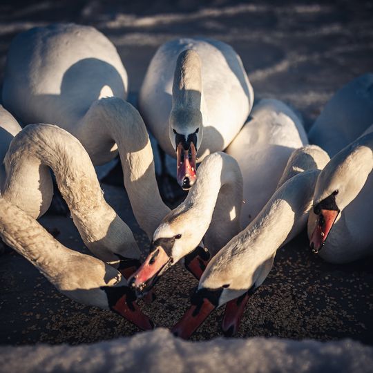 zamarznięta Zatoka Gdańska, Sopot 2026