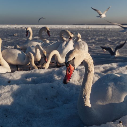zamarznięta Zatoka Gdańska, Sopot 2026