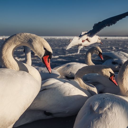 zamarznięta Zatoka Gdańska, Sopot 2026