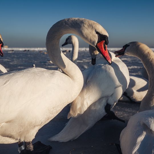 zamarznięta Zatoka Gdańska, Sopot 2026