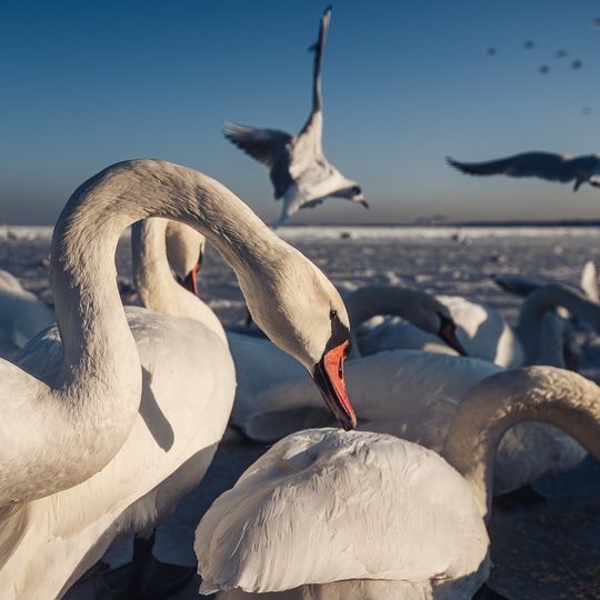 zamarznięta Zatoka Gdańska, Sopot 2026
