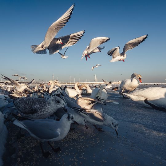 zamarznięta Zatoka Gdańska, Sopot 2026