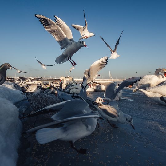 zamarznięta Zatoka Gdańska, Sopot 2026