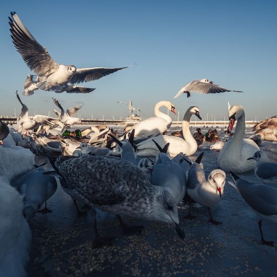 zamarznięta Zatoka Gdańska, Sopot 2026