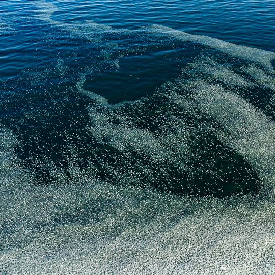 zamarznięta Zatoka Gdańska, Sopot 2026