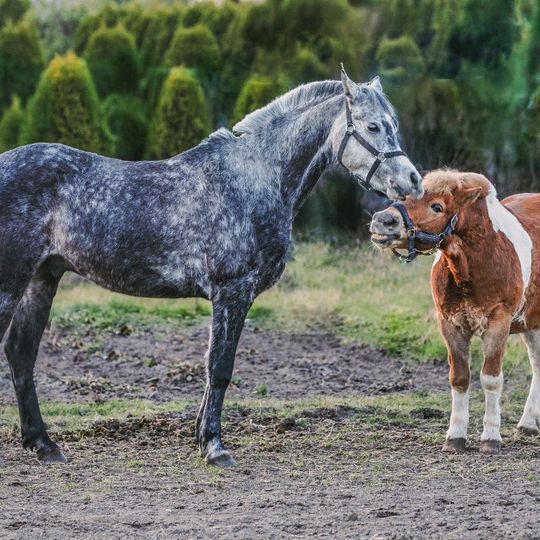zdjęcia Edyty Lichy
