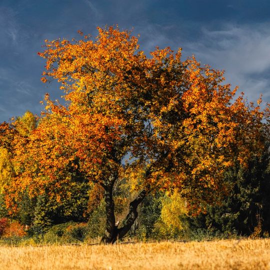 zdjęcia Edyty Lichy