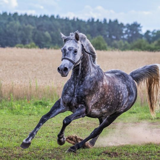 zdjęcia Edyty Lichy