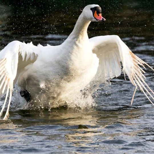 zdjęcia Edyty Lichy