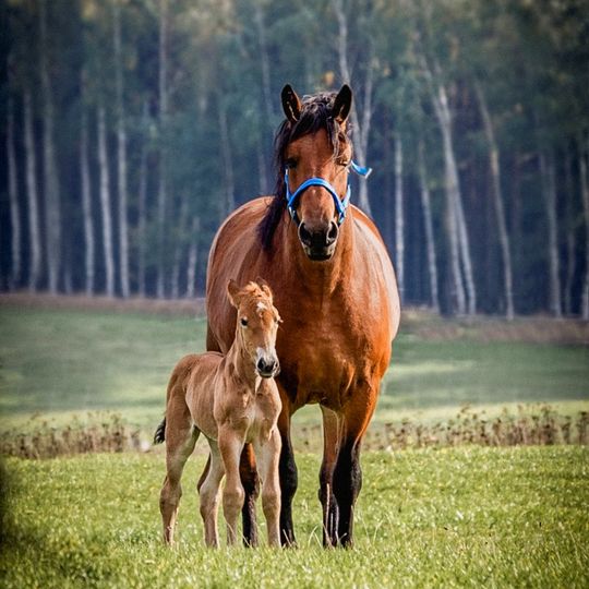 zdjęcia Edyty Lichy