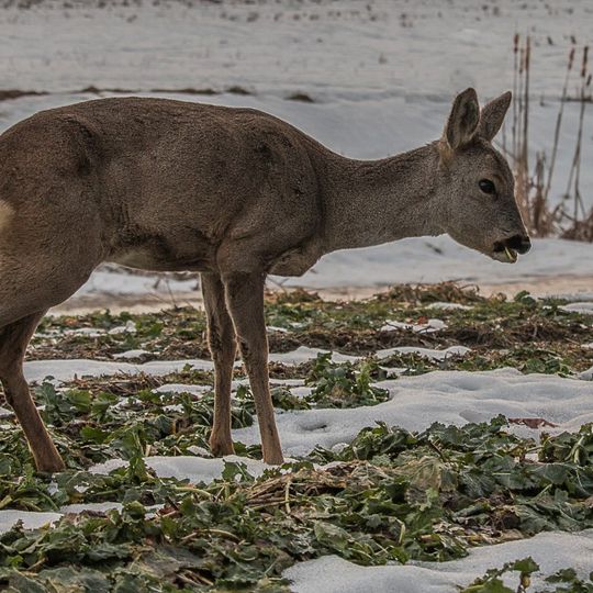 zdjęcia Edyty Lichy