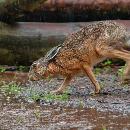 zdjęcia Edyty Lichy