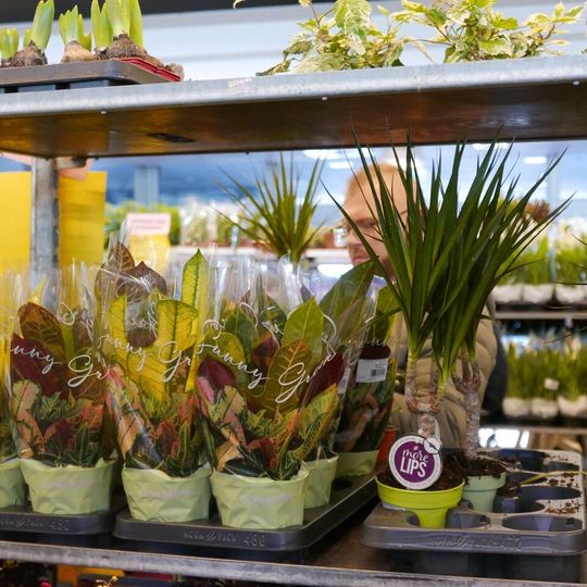 Festiwal Roślin 2026, Gdańsk