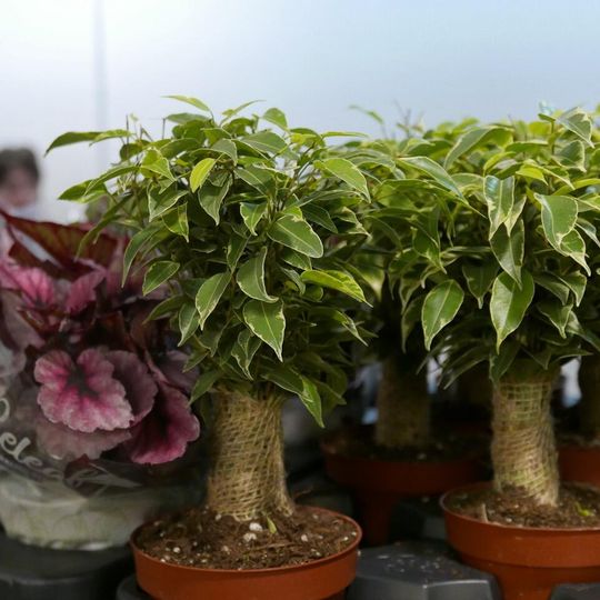 Festiwal Roślin 2026, Gdańsk