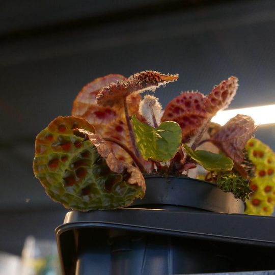 Festiwal Roślin 2026, Gdańsk