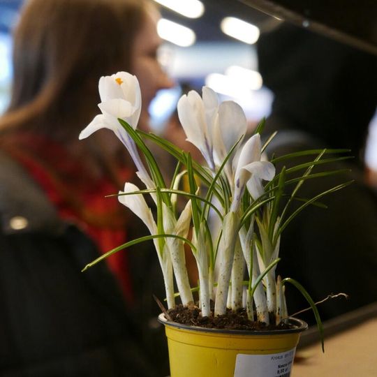 Festiwal Roślin 2026, Gdańsk