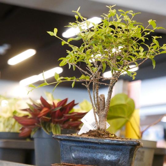 Festiwal Roślin 2026, Gdańsk