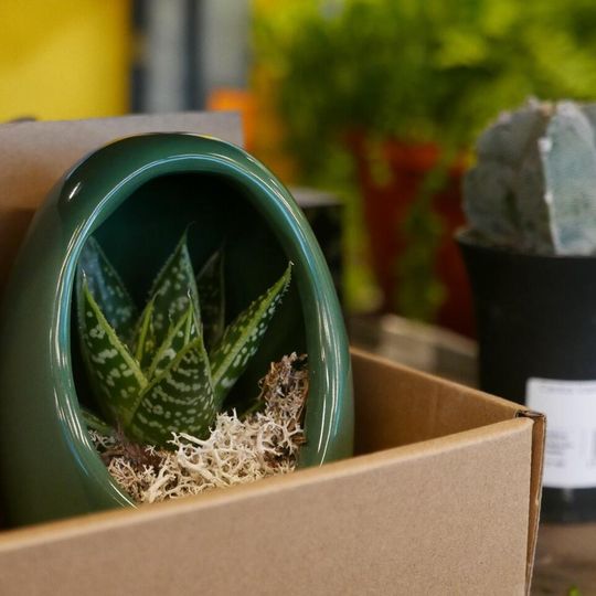 Festiwal Roślin 2026, Gdańsk