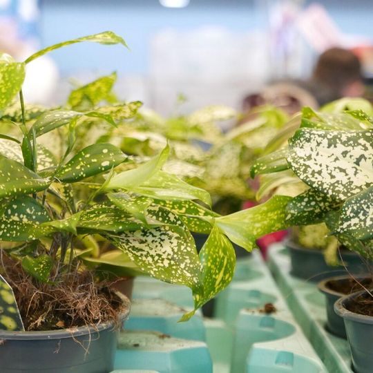 Festiwal Roślin 2026, Gdańsk