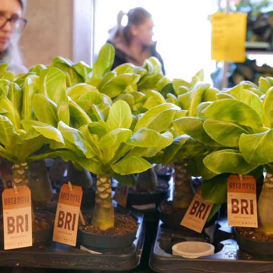 Festiwal Roślin 2026, Gdańsk