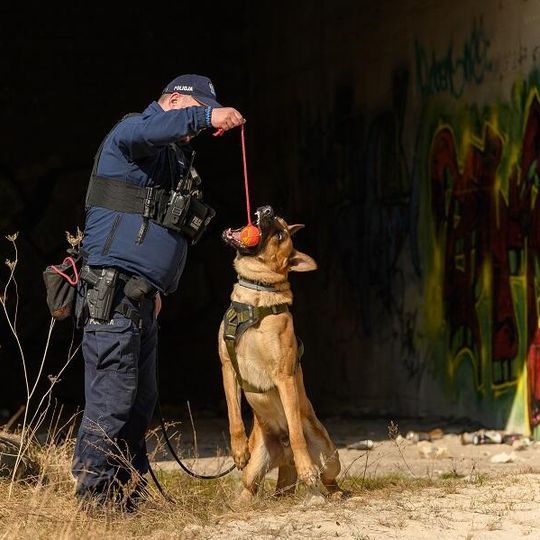 Scooby, nowy pies służbowy lęborskiej policji