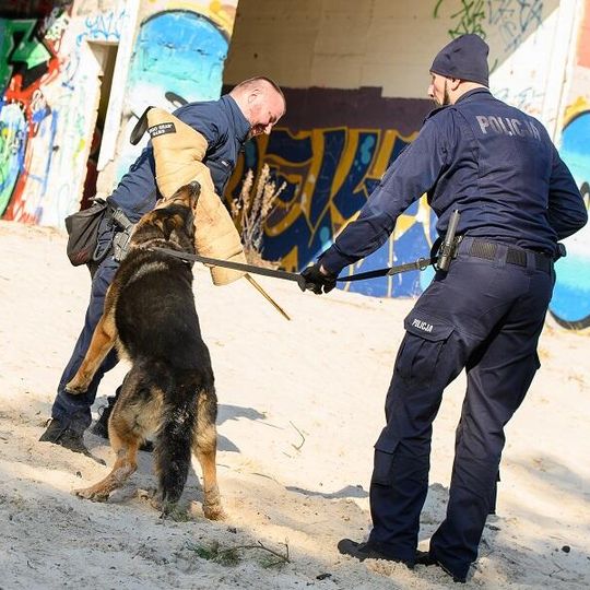 Scooby, nowy pies służbowy lęborskiej policji