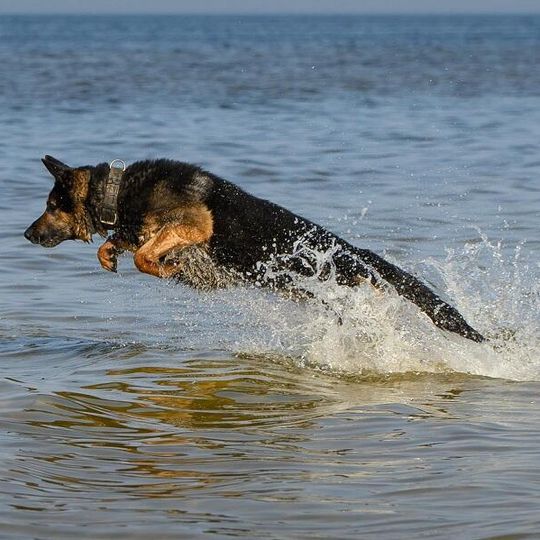 Scooby, nowy pies służbowy lęborskiej policji