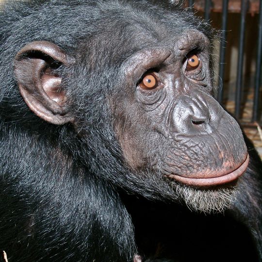 Szympansice z gdańskiego zoo przeprowadziły się do Wielkiej Brytanii