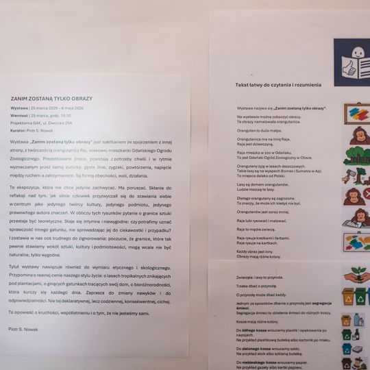 wystawa rysunków orangutanicy Rai z gdańskiego zoo, Gdańsk 2026