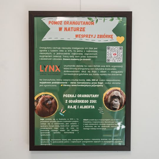 wystawa rysunków orangutanicy Rai z gdańskiego zoo, Gdańsk 2026