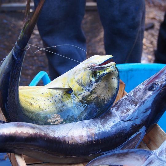 Sycylia, Ewa Karolina Cichocka