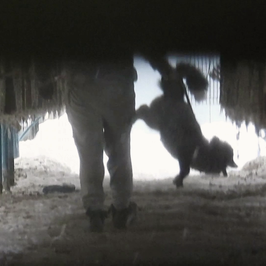 drastyczne traktowanie zwierząt na fermie norek i lisów w Leźnie