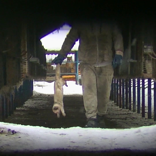 drastyczne traktowanie zwierząt na fermie norek i lisów w Leźnie