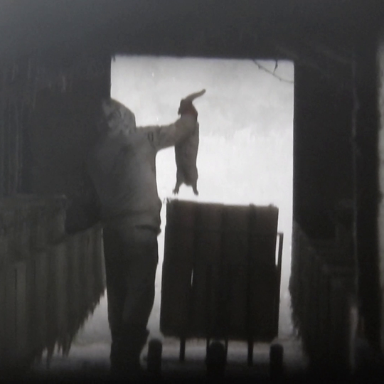 drastyczne traktowanie zwierząt na fermie norek i lisów w Leźnie