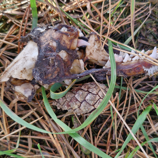 drastyczne traktowanie zwierząt na fermie norek i lisów w Leźnie