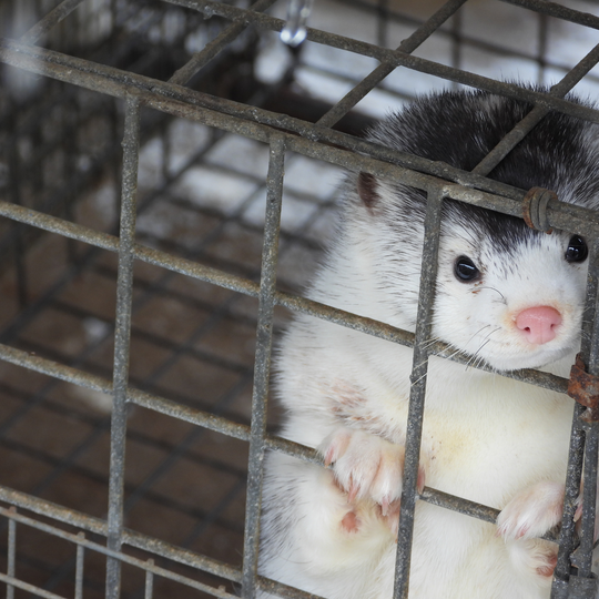 drastyczne traktowanie zwierząt na fermie norek i lisów w Leźnie