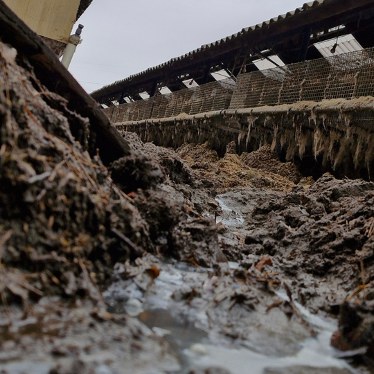 drastyczne traktowanie zwierząt na fermie norek i lisów w Leźnie