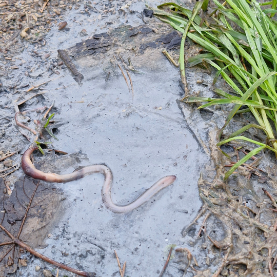 drastyczne traktowanie zwierząt na fermie norek i lisów w Leźnie