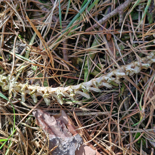 drastyczne traktowanie zwierząt na fermie norek i lisów w Leźnie