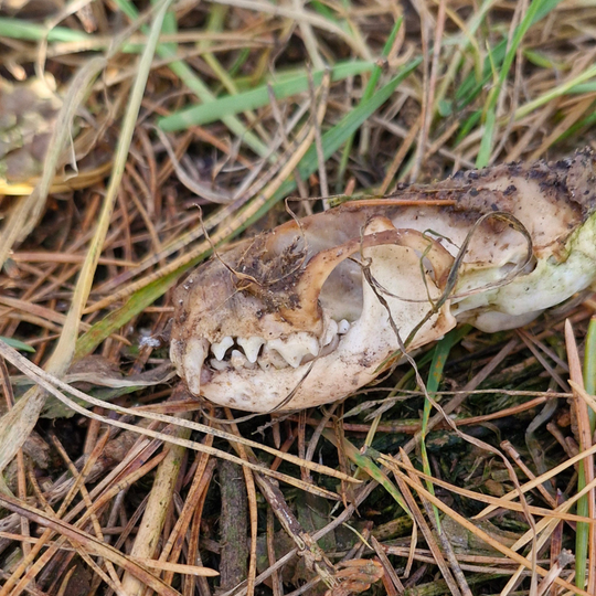 drastyczne traktowanie zwierząt na fermie norek i lisów w Leźnie