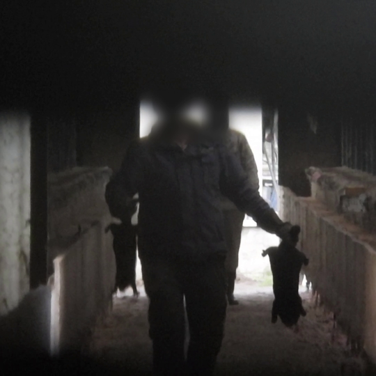 drastyczne traktowanie zwierząt na fermie norek i lisów w Leźnie