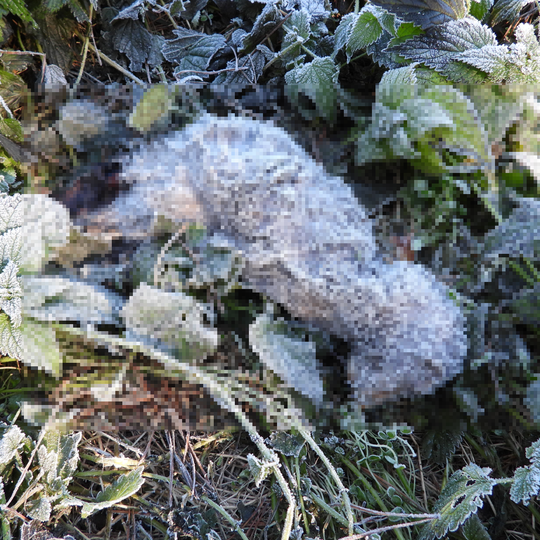 drastyczne traktowanie zwierząt na fermie norek i lisów w Leźnie