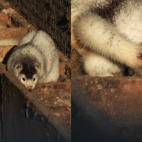 drastyczne traktowanie zwierząt na fermie norek i lisów w Leźnie