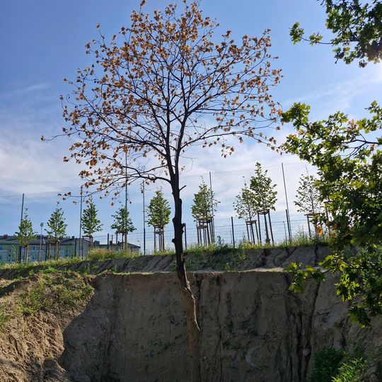 zasypane drzewa, Jar Wilanowski, Gdańsk 2026